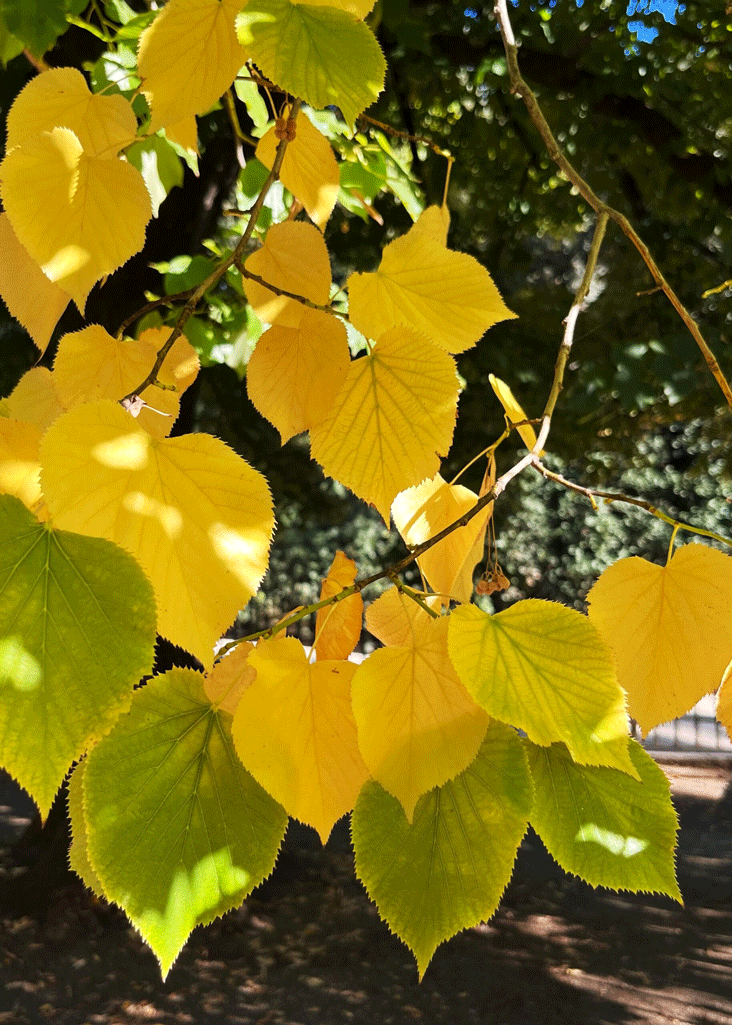 Hojas amarillas y verdes de un árbol.