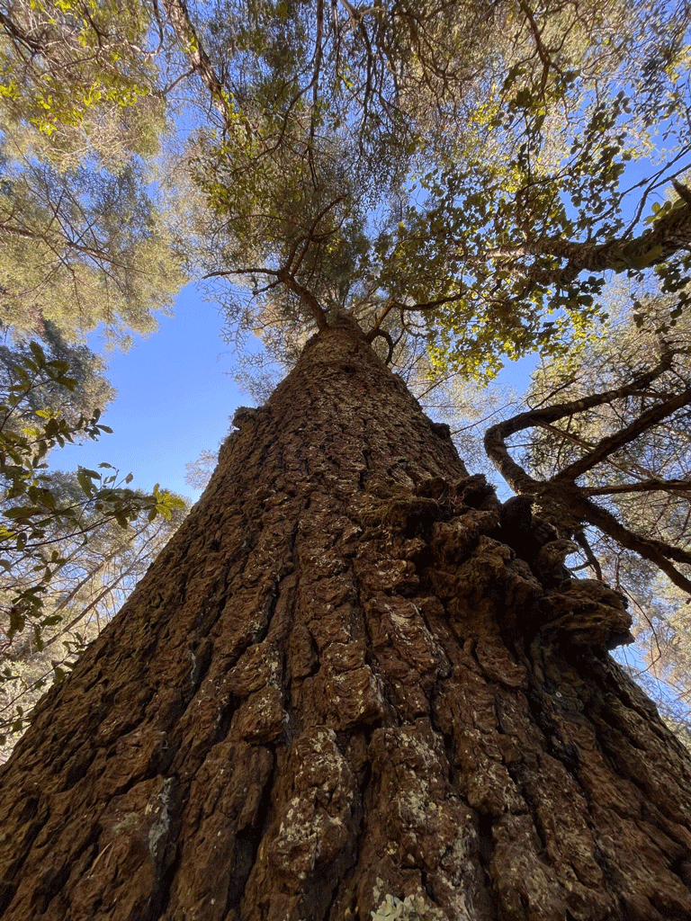 Una fotografía de un árbol visto desde abajo